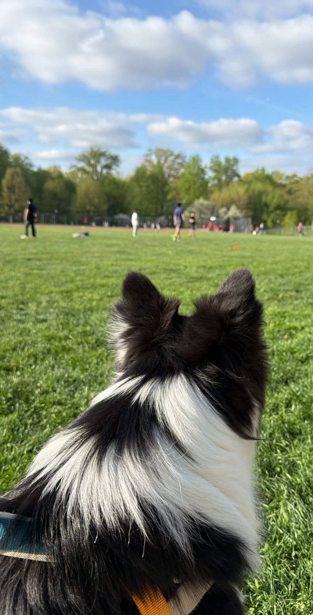 SkyeSudol's tweet photo. How is this dog even real, honestly https://t.co/vmDMfvpzRg