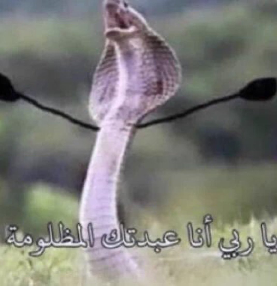 ToqaA16's tweet photo. @IsraelArabic https://t.co/pqWiL1D5ux