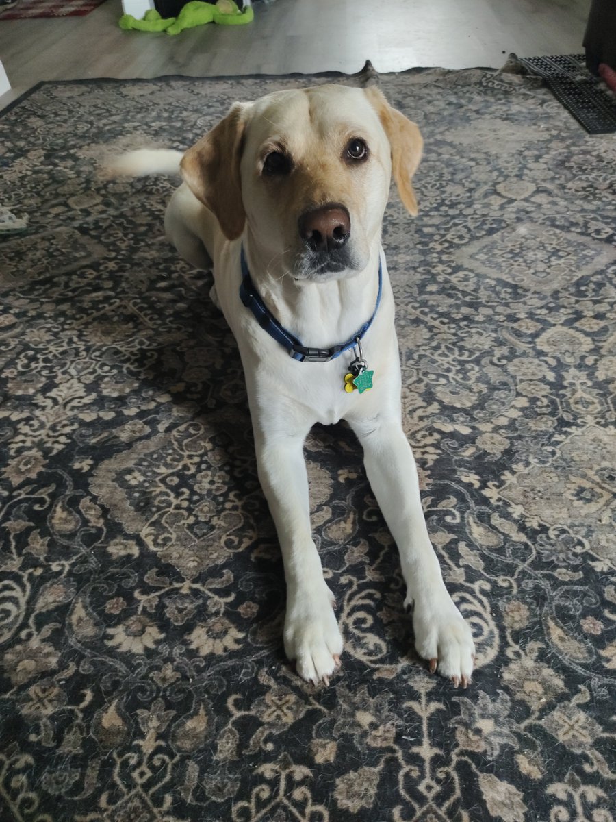 FullloopGroup's tweet photo. Good afternoon fellow builders. This is your friendly reminder to stand up, stretch, drink water, take a walk, play with and hug your dog, smile and laugh.

Add your healthy tips and escapes below https://t.co/rxDsHd4ohM