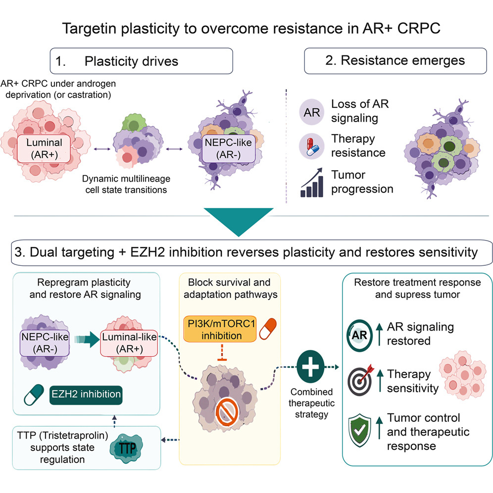 ProstateCell's tweet photo. 📢 New in @CellRepMed: Study findings identify EZH2-PI3K/mTORC1 signaling as a therapeutic vulnerability in phenotypically plastic #ProstateCancer and reveal the RNA-binding protein Tristetraprolin-associated regulatory programs as contributors to targeted therapy response.

Read the #OpenAccess article here: https://t.co/znccXoCIfH