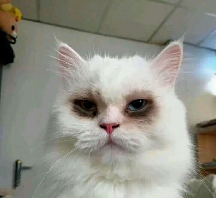 imbegenmis's tweet photo. bizdeki uykusuzluk https://t.co/9F5QRFgJQP