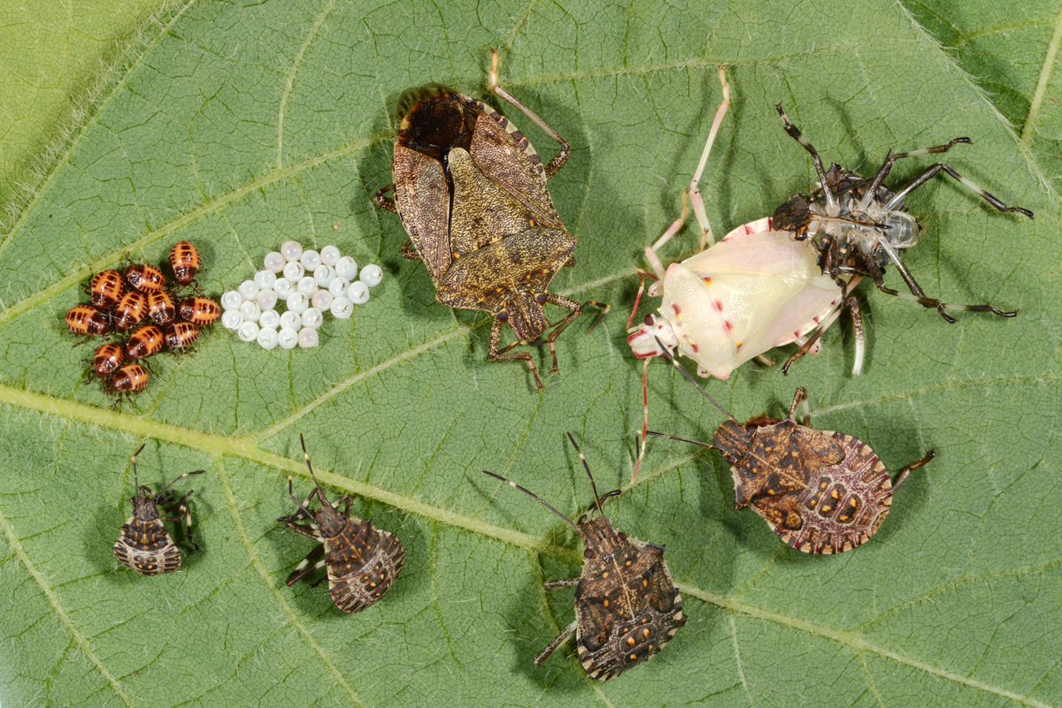 PurdueExtension's tweet photo. Indiana didn't confirm its first brown marmorated stink bug until 2010. Today, this invasive pest is distributed statewide and is a familiar fall nuisance around homes.  As temperatures drop, they look for sheltered places to spend the winter, which can mean squeezing into cracks and crevices around your house. Learn more from #PurdueExtension: https://t.co/LxQB064CV8