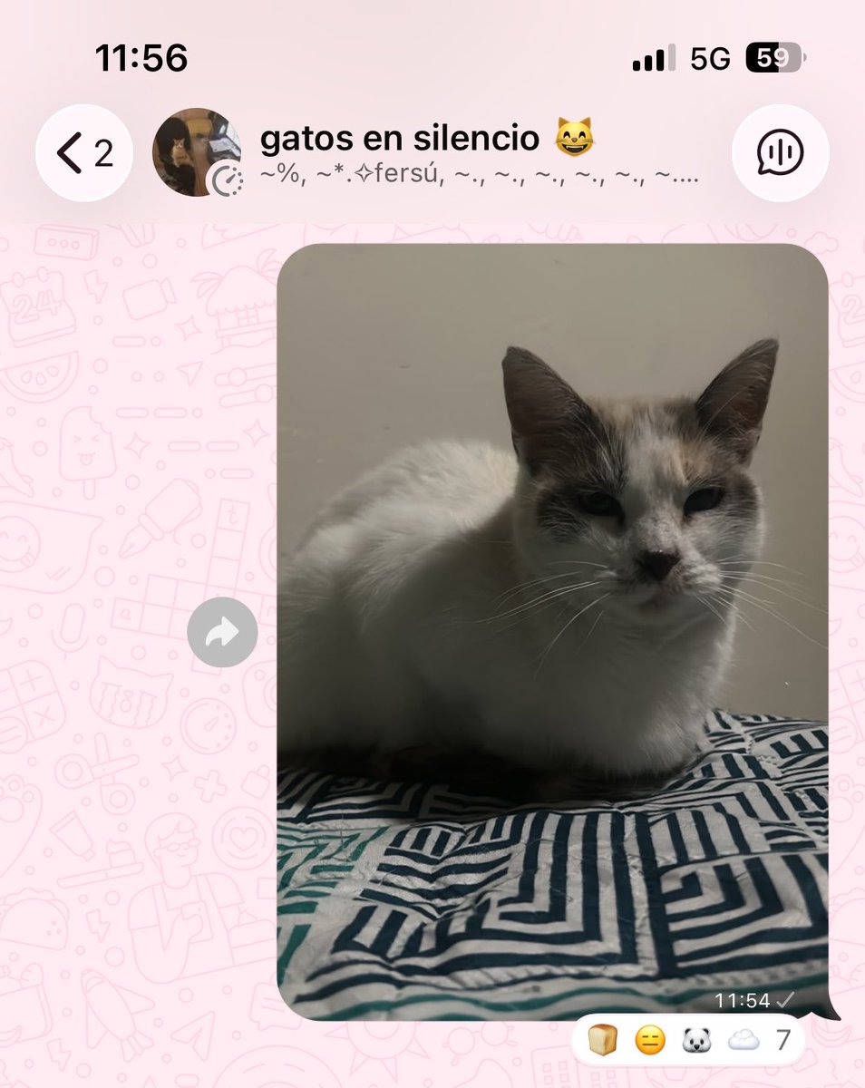 ktmiila's tweet photo. Acabo de encontrar mi nuevo pasatiempo grupos de gatos JAJSJSA https://t.co/GkYLh9EGWD