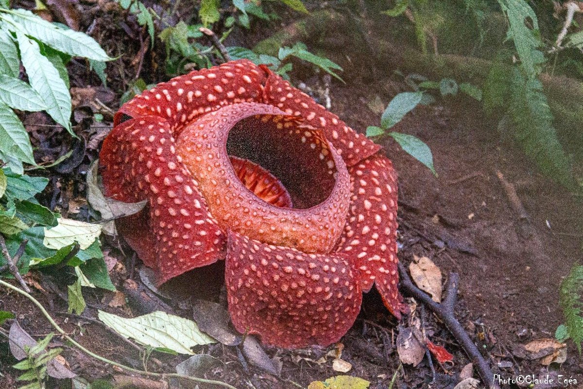 bloomdolly697's tweet photo. Rafflesia à Palupuh Sumatra https://t.co/OVknG0joK4