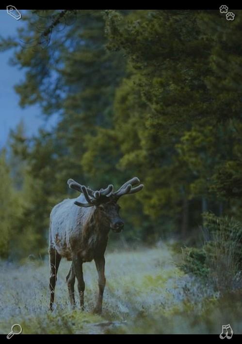 ryoupen112's tweet photo. Forest wind blows away the confusion of life choices. In pure natural environment, complicated problems become simple, and people can find the most suitable life direction.🧹Souls long for true pure freedom. https://t.co/VsU92kQ4zG