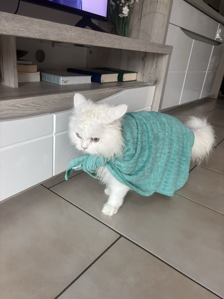 laaneeyy11's tweet photo. Il a appris la leçon il est rentré trempé de la pluie https://t.co/GsbjNqyP7Z