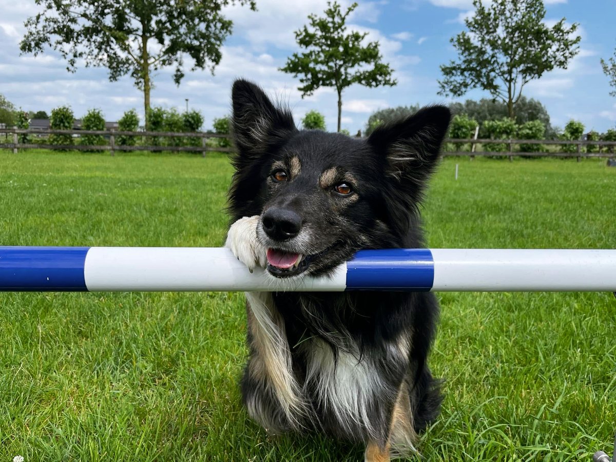 Beppski's tweet photo. Hiephiephoera, birthdayboy Pi is vandaag 10 jaar 🥳🍖🍗 https://t.co/EnkYxHGgo6