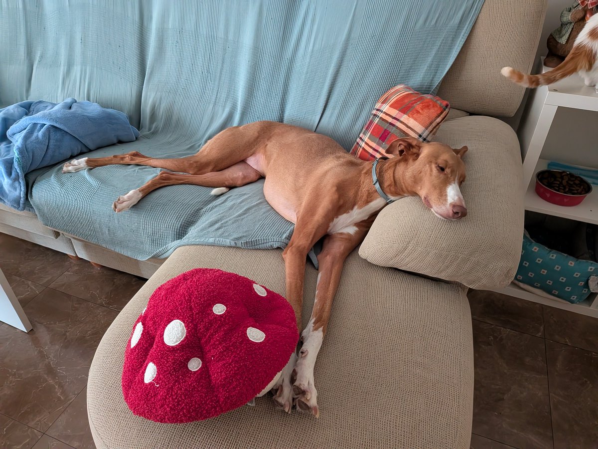 YukiLaArdilla's tweet photo. Mi perro viviendo su mejor vida de ácaro porque lo adopté yo y no un cazador de mierda 💖 https://t.co/S2G167RQJP