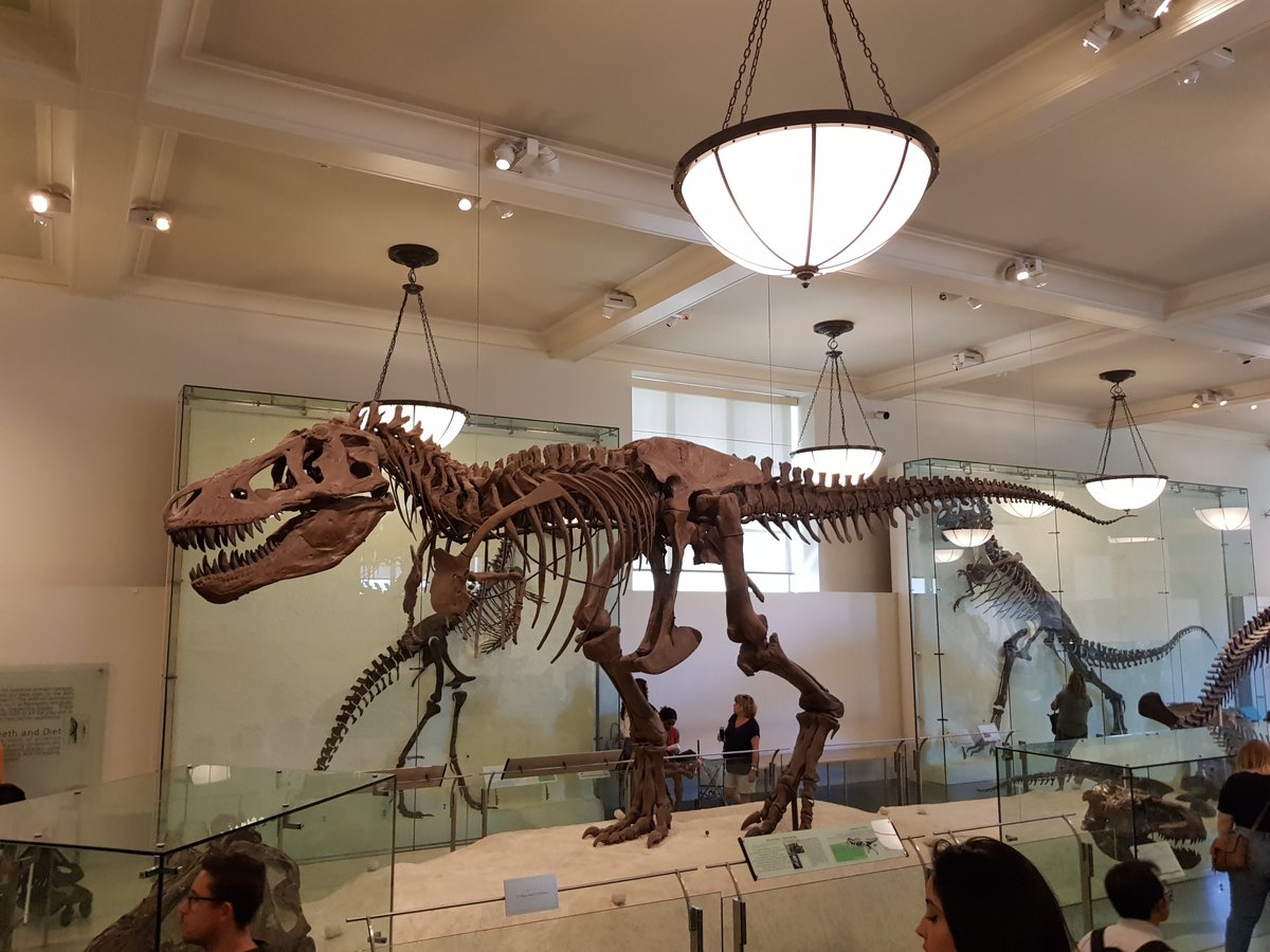 Dinodocus123's tweet photo. Happy 121st birthday Tyrannosaurus rex! https://t.co/fxYWqL5flI