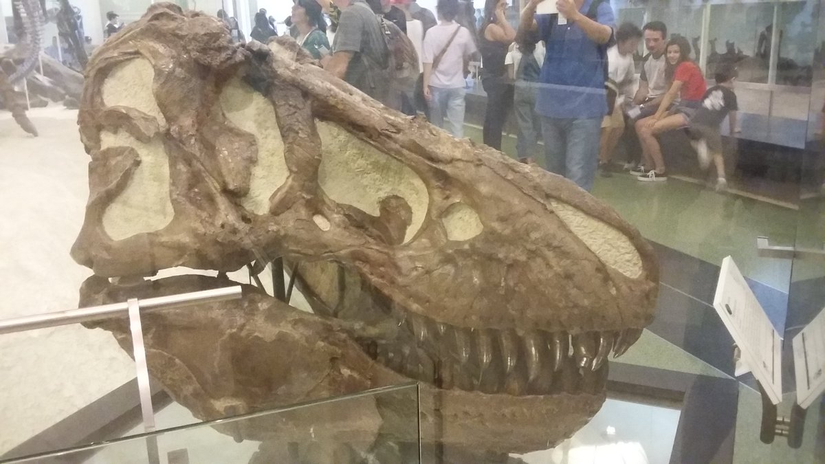 Dinodocus123's tweet photo. Happy 121st birthday Tyrannosaurus rex! https://t.co/fxYWqL5flI