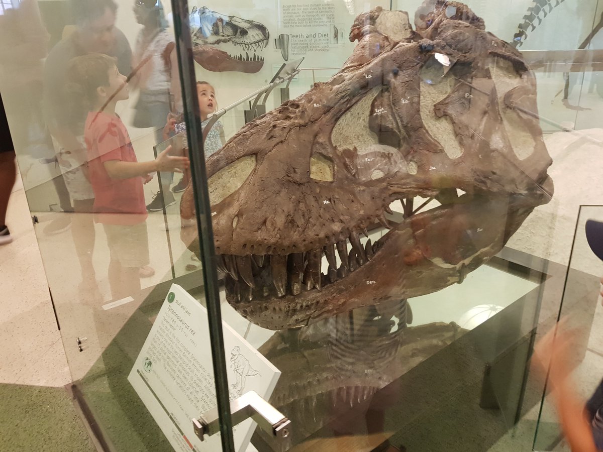 Dinodocus123's tweet photo. Happy 121st birthday Tyrannosaurus rex! https://t.co/fxYWqL5flI