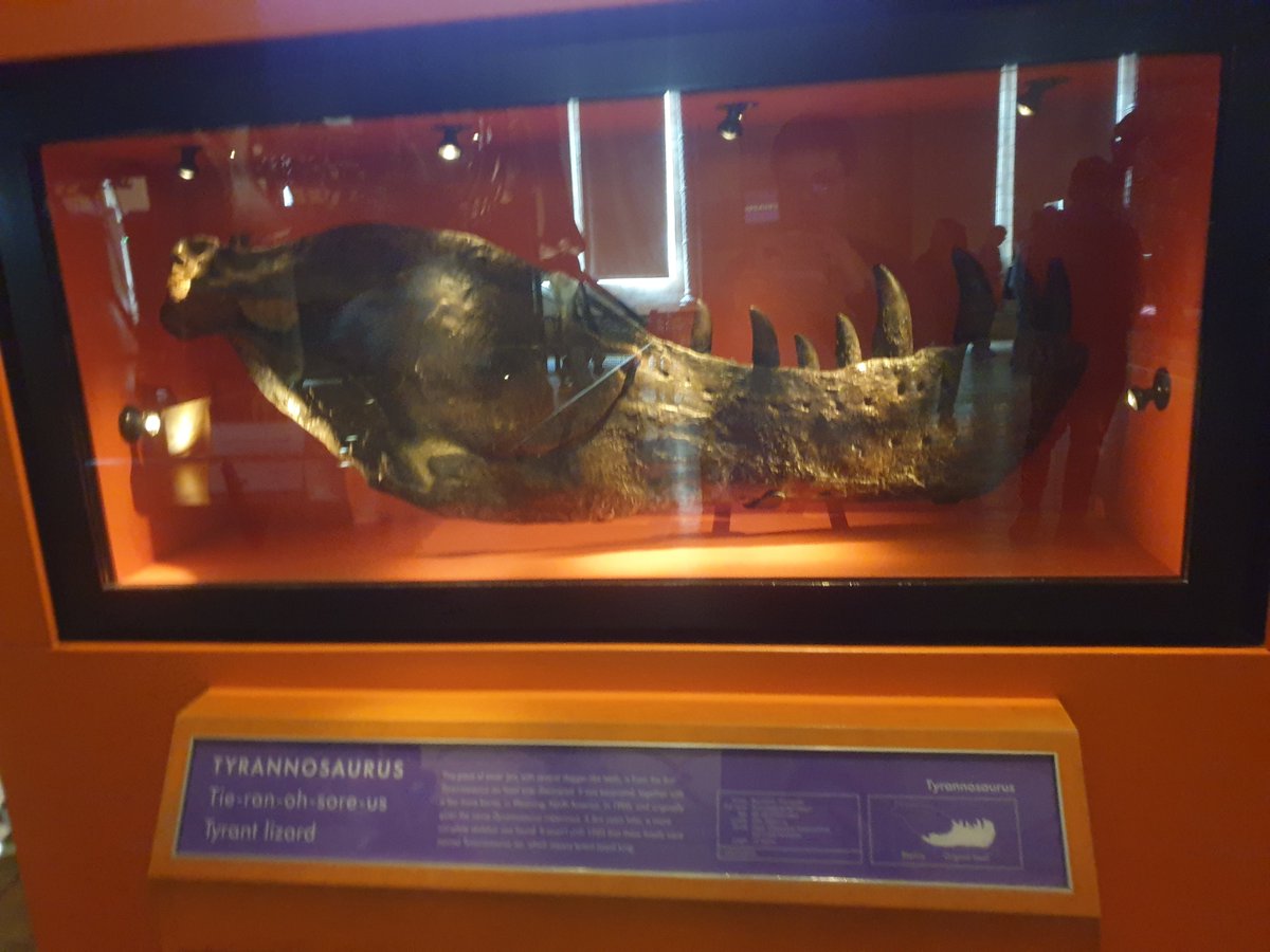Dinodocus123's tweet photo. Happy 121st birthday Tyrannosaurus rex! https://t.co/fxYWqL5flI