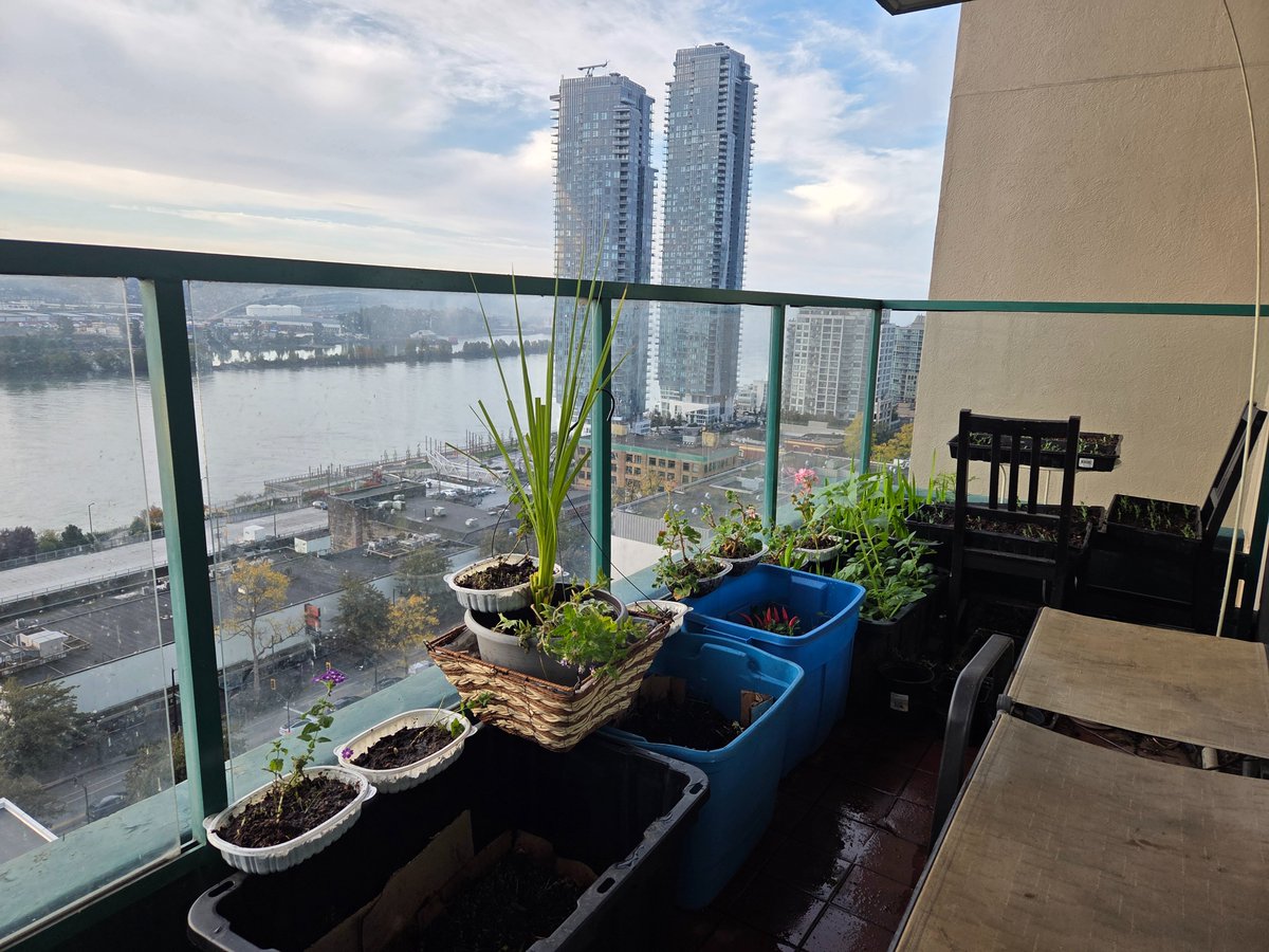 ERwellnessPosts's tweet photo. We're back from a five days visit at our Lantzville 🇨🇦 property. We're in our New Westminster 🇨🇦 place now. 

We cameback Saturday, with the 8:15 pm, BC Ferries ⛴️ schedule sailing due to @albert_riopel's representing @CAN_ICOM #ICOMcanada #ICOM #AmateurRadio #HamRadio Event at Delta #ComFest #SwapMeet, yesterday. I (@EarlaRiopel) was there too, helping him out. 

Anyway, with those 4 full days in Lantzville 🇨🇦, we accomplished a lot of work. I spent at least 8 to 10 hours a day working in the yard. Whereas, Albert spent 4 to 6 hours building our new workshop. 

Furthermore our yard is seeing quite a bit of progress. Even my husband, @Albert_Riopel commented, "The backyard field is looking like a park!". 

Glad to hear his comment, since even now, my body still feeling the soreness and pain from all the digging with a ground that one-third of its contents were stones and rocks. Some of them were so big that I needed to use a crowbar to dig them out! 

The digging part wasn't so bad, since we needed all the rocks we can use to build our driveway. So in a way, I'm accomplishing two things, first, growing my plants and helping Albert with the driveway development. 

Besides my yardwork, as previously mentioned, Albert has been doing well with our new workshop! I'll post a few photos in a later time. He took a few recent ones in his📱phone. 

As for my photos, I just took a few before it started getting dark and before we left Lantzville 🇨🇦, Saturday evening. 

Also, I took a few photos 📸 here in our New Westminster balcony this morning. 

Finally, I re-started having a little garden nursery here in our NewWestminster balcony, using pots and containers to do some seedings 🪴🌱🌿, and to be  planted permanently in our Lantzville 🇨🇦 property. 

So far, the little nursery garden at the balcony is looking good. Even my 78 years old mom with multiple medical issues is enjoying the sight of our balcony's 'little nursery garden'; it makes her extra happy.

Anyway, until next writings! ^ER ✍️ (@EarlaRiopel)