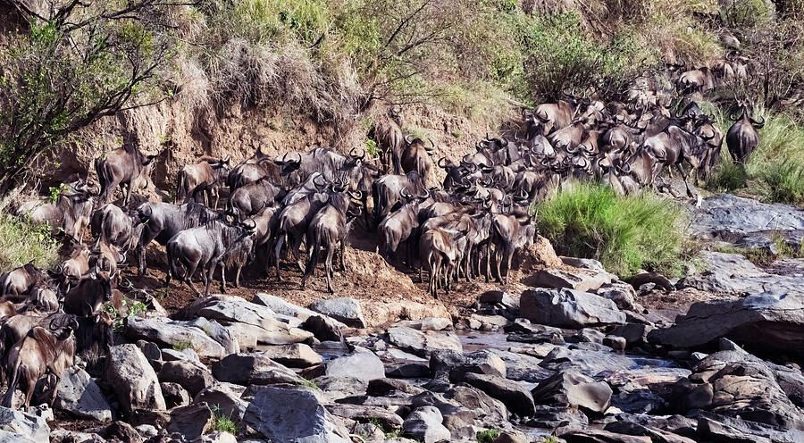 joancarroll's tweet photo. Great Migration Kenya! https://t.co/26cATylWo7 #greatmigration #kenya #wildbeest #herd #rivercrossing #wildlife #wildlifephotography #africa #migration #artforsale #wallartforsale #giftideas @joancarroll https://t.co/jvDaJ9ePVo