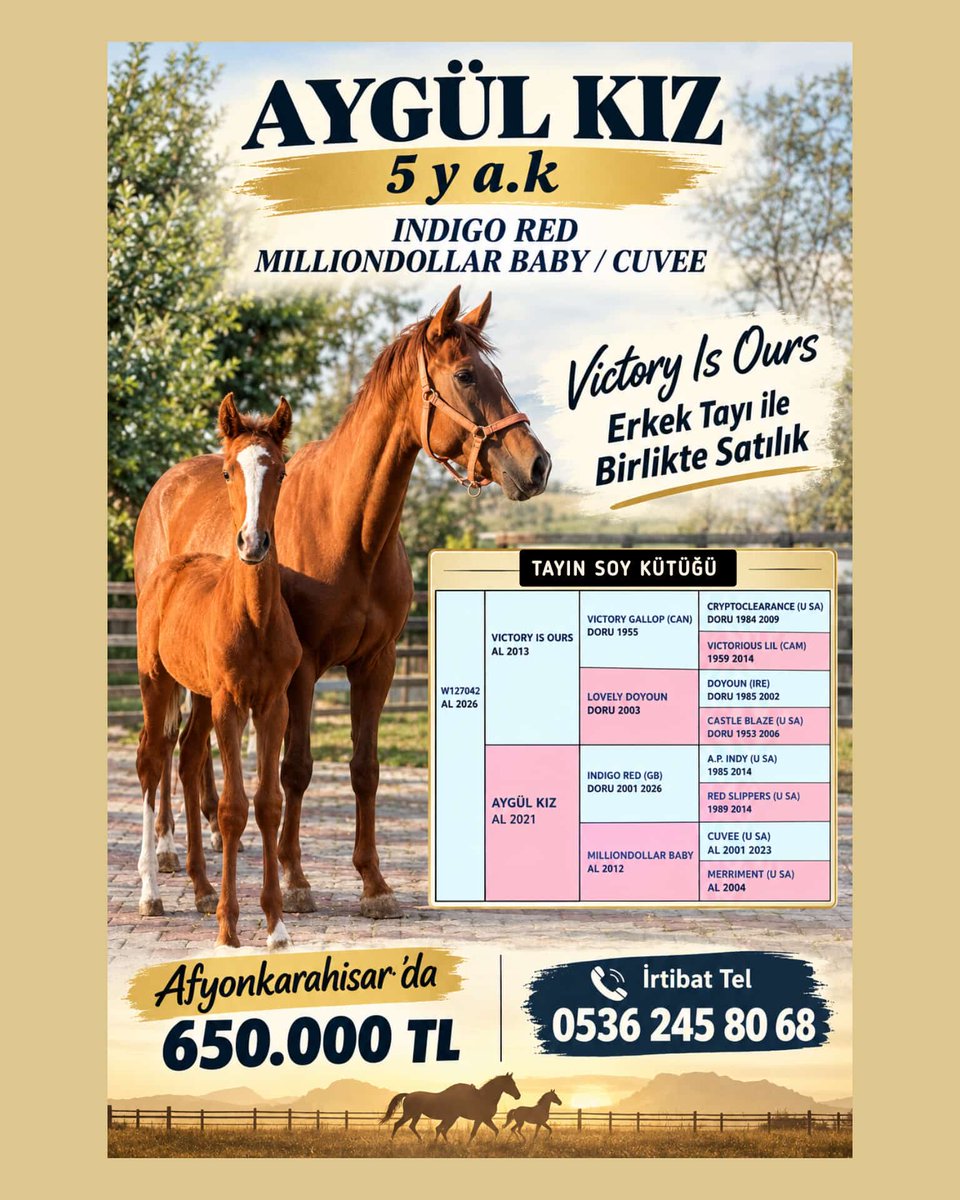 varmidirtalip's tweet photo. BOŞ KISRAK AYGÜL KIZ ve YANINDA VICTORY IS OURS ERKEK TAYI İLE BERABER SATİLIK - Varmidir Talip https://t.co/2rzgAkZLt4 AYGÜL KIZ 5 y a.k
#INDIGORED
MILLIONDOLLAR BABY / #CUVEE
Boş Damızlık kısrak ve Yanında #Victory #IsOurs Erkek tayı
ile beraber satılık
Afyonkarahisar da 650 Bin TL
İrtibat tel 0536 245 80 68 @MetinMfg