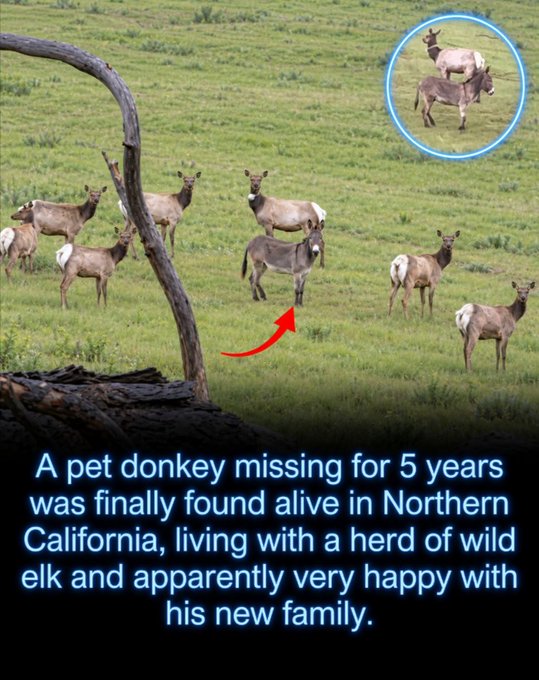 A pet donkey missing for 5 years was finally found alive in Northern California, living with a herd of wild elk and apparently very happy with his new family.

The image shows a gray donkey standing among a herd of elk in a grassy field, with a circular inset in the top right corner highlighting the donkey's close interaction with the elk, illustrating how Diesel had been accepted into the wild herd during his 5 years away.