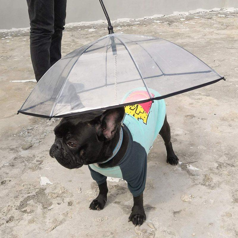 etginlik's tweet photo. 1400 TL'ye satılan kedi ve köpek şemsiyesi: https://t.co/WqkBPygFaV
