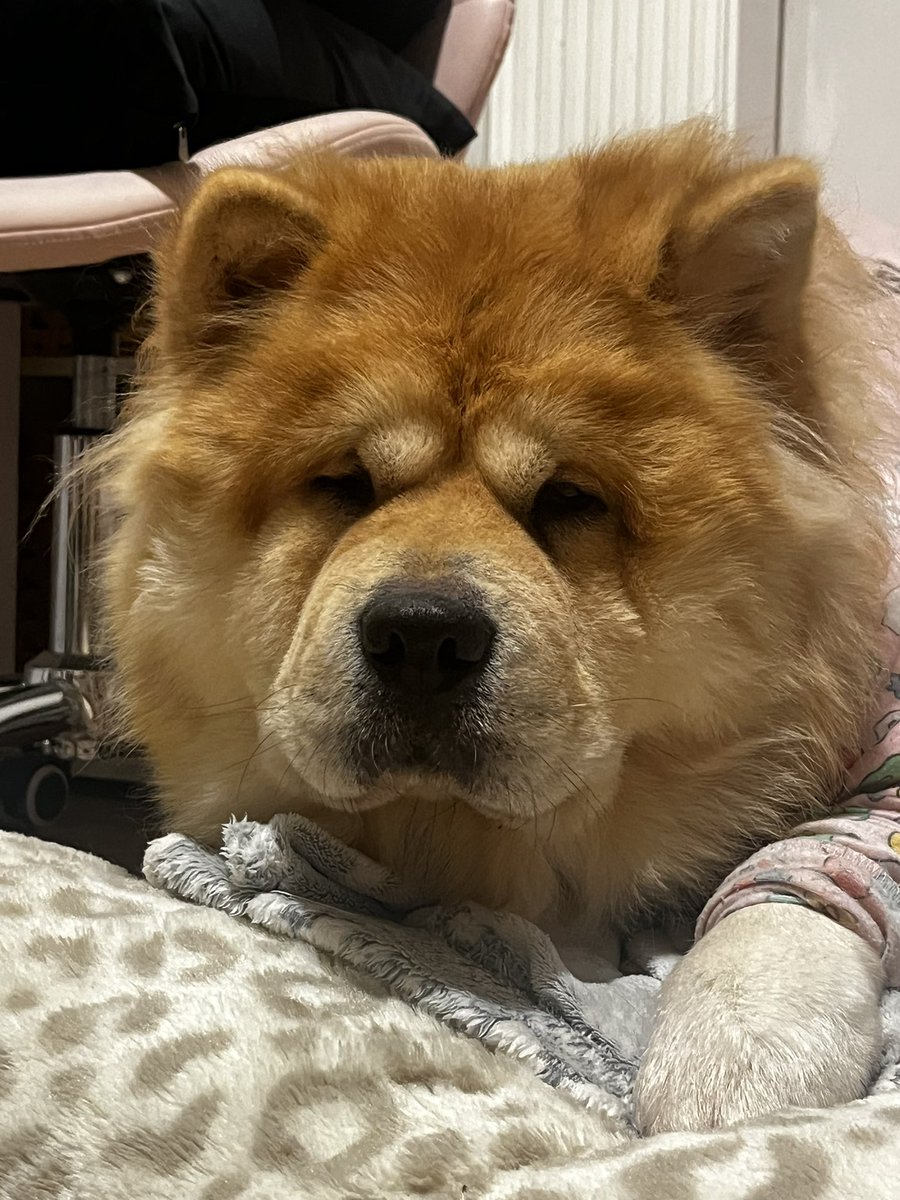 sharon_storer's tweet photo. Afternoon friends! My mum said I’m a dope, cuz I keep eating myself. Pjs are back on. #Chowchow #Littlebear https://t.co/iS8ob3PLnq