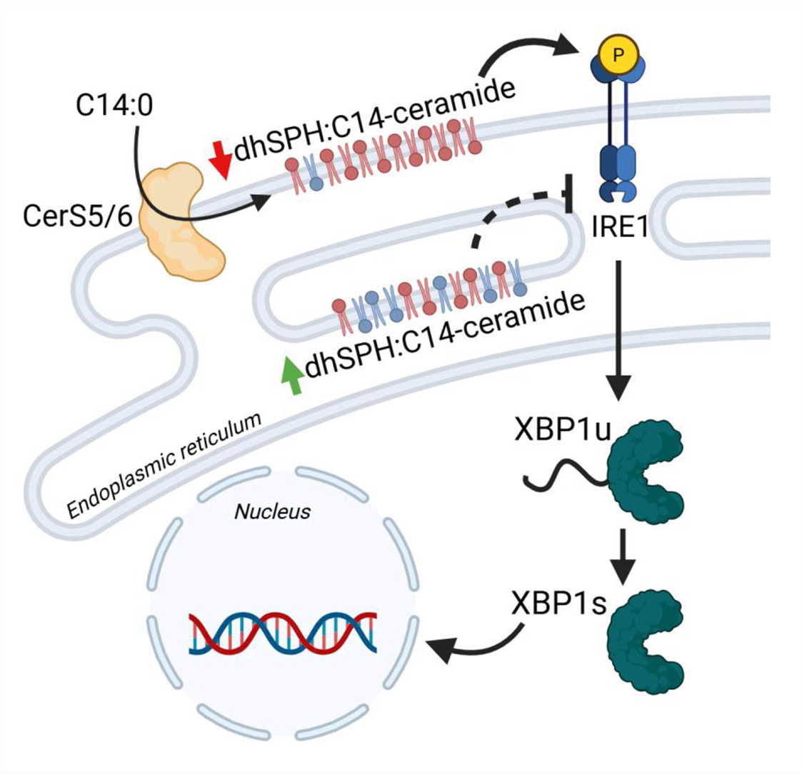 Intestinal_Cell's tweet photo. Findings from a study in @jlipidres suggest that loss of ceramide synthases 5/6 exacerbate myristate-induced intestinal endoplasmic reticulum stress in colon epithelial cells.

Find out how accumulation of dhsphingosine may provide protection in the #OpenAccess paper here: https://t.co/VpOLgOTcET

#Colon #EpithelialCells #EndoplasmicReticulum