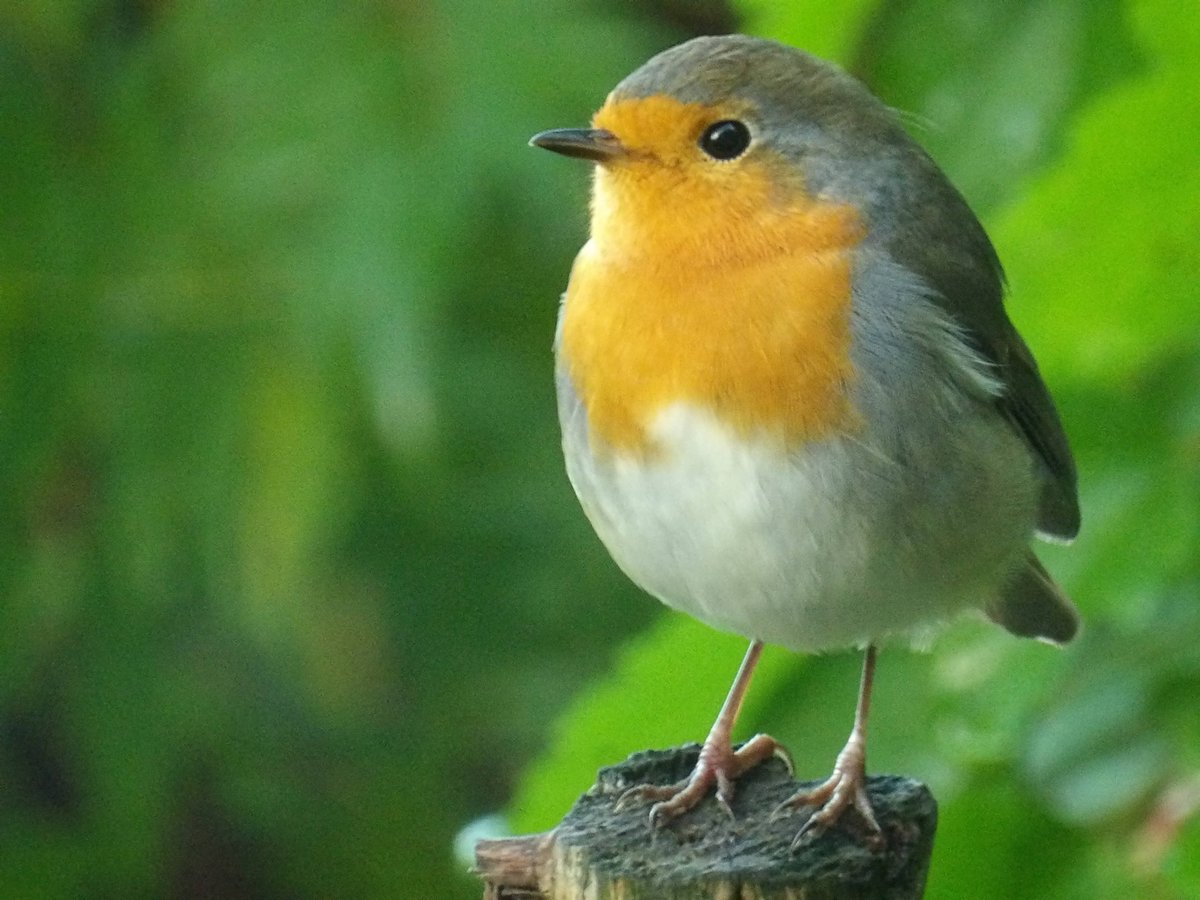 HPaluste's tweet photo. Robin
#BirdTwitter #birdphotography #goodnight https://t.co/dCDPEDg5Zv