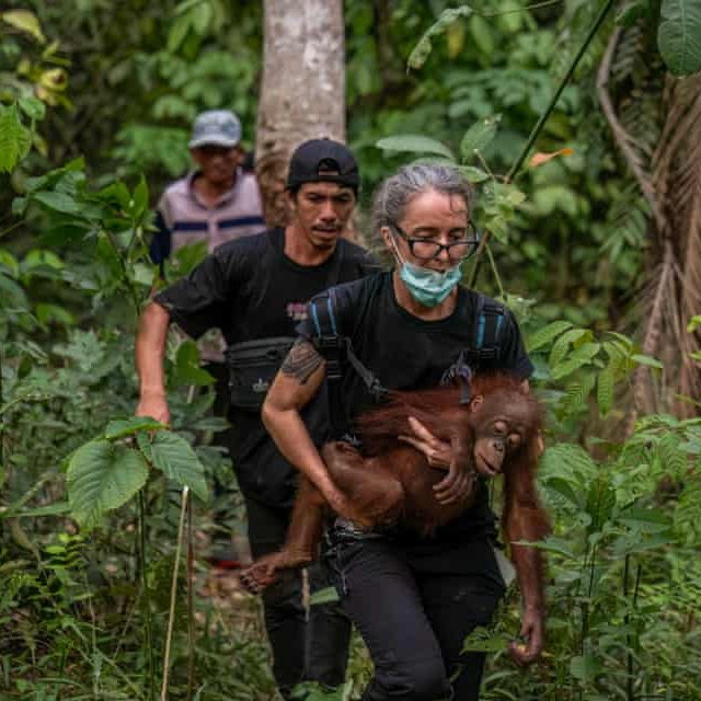 Indonesia’s wildfires put Bornean orangutans at greater risk as flames spread through their shrinking forest habitat

Rescuers are finding orangutans suffering 