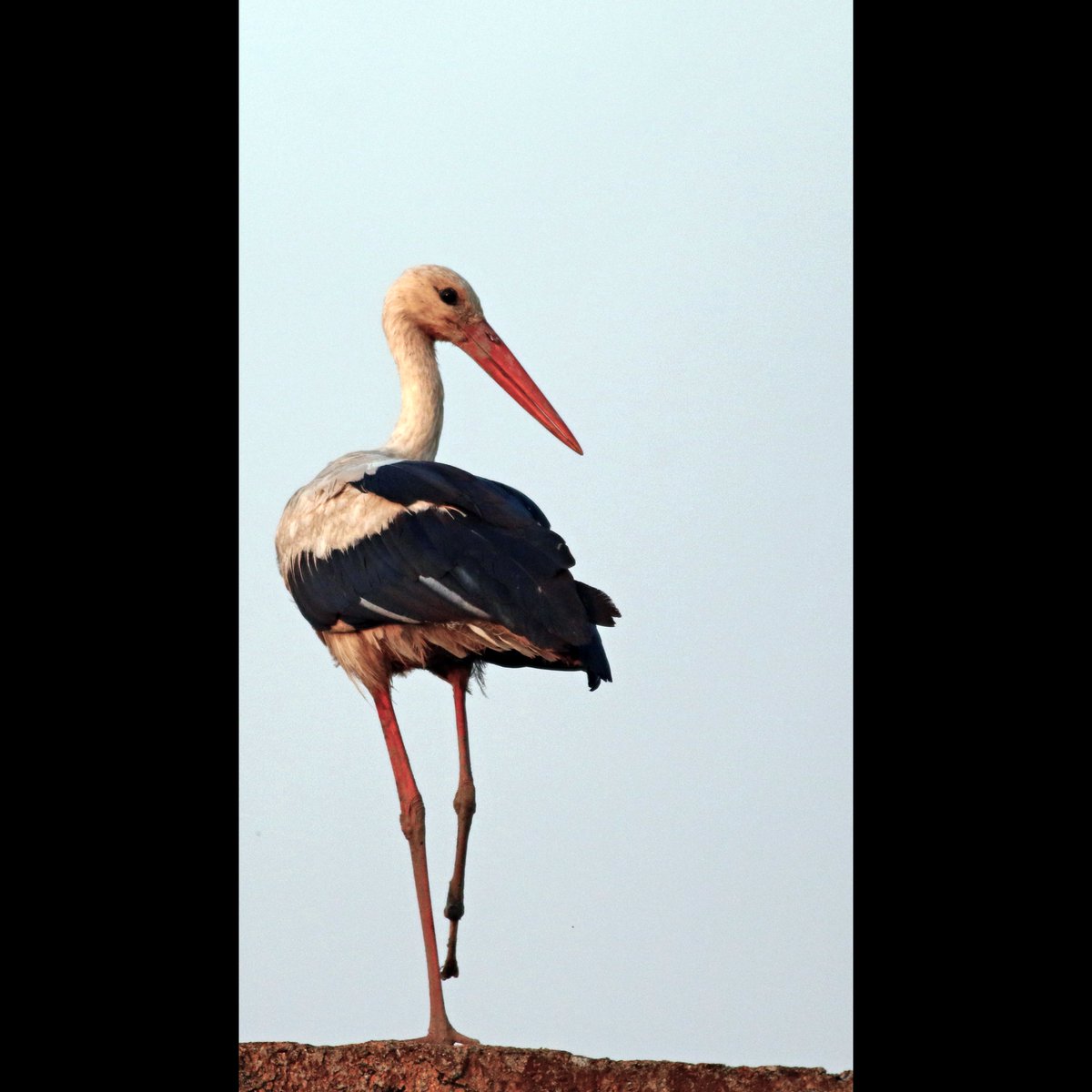 OzgunSozuer's tweet photo. https://t.co/Kbhw30d9Zi

Stork | Cicinia ciconia | LEYLEK

#whitestork #ciconiaciconia #pajareo #hayvanmanzaraları #16x9_birds #ruralecology #birdsofX #500pxrtg #thephotohour #dailyphoto #pintofotografía #yourshots #soaringmigrants #photohdr #fotorshot #electrocution https://t.co/IO3jz4PYjD