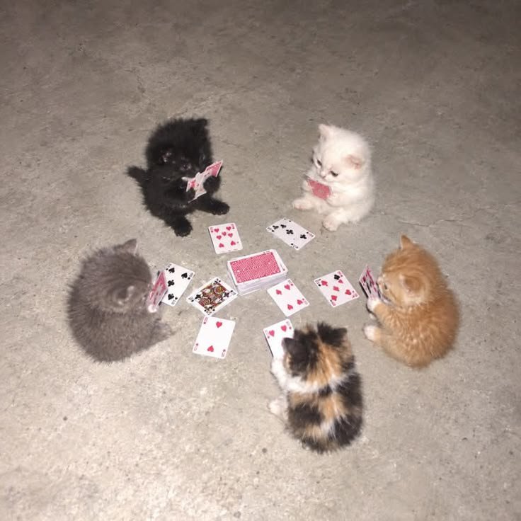 nekocatts's tweet photo. https://t.co/f4CI8Ywjzo