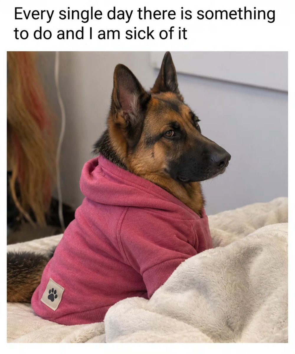 lolsbox's tweet photo. #lolsbox #dog #funny #funnydogs #cutedog https://t.co/HzFBi8FbOF