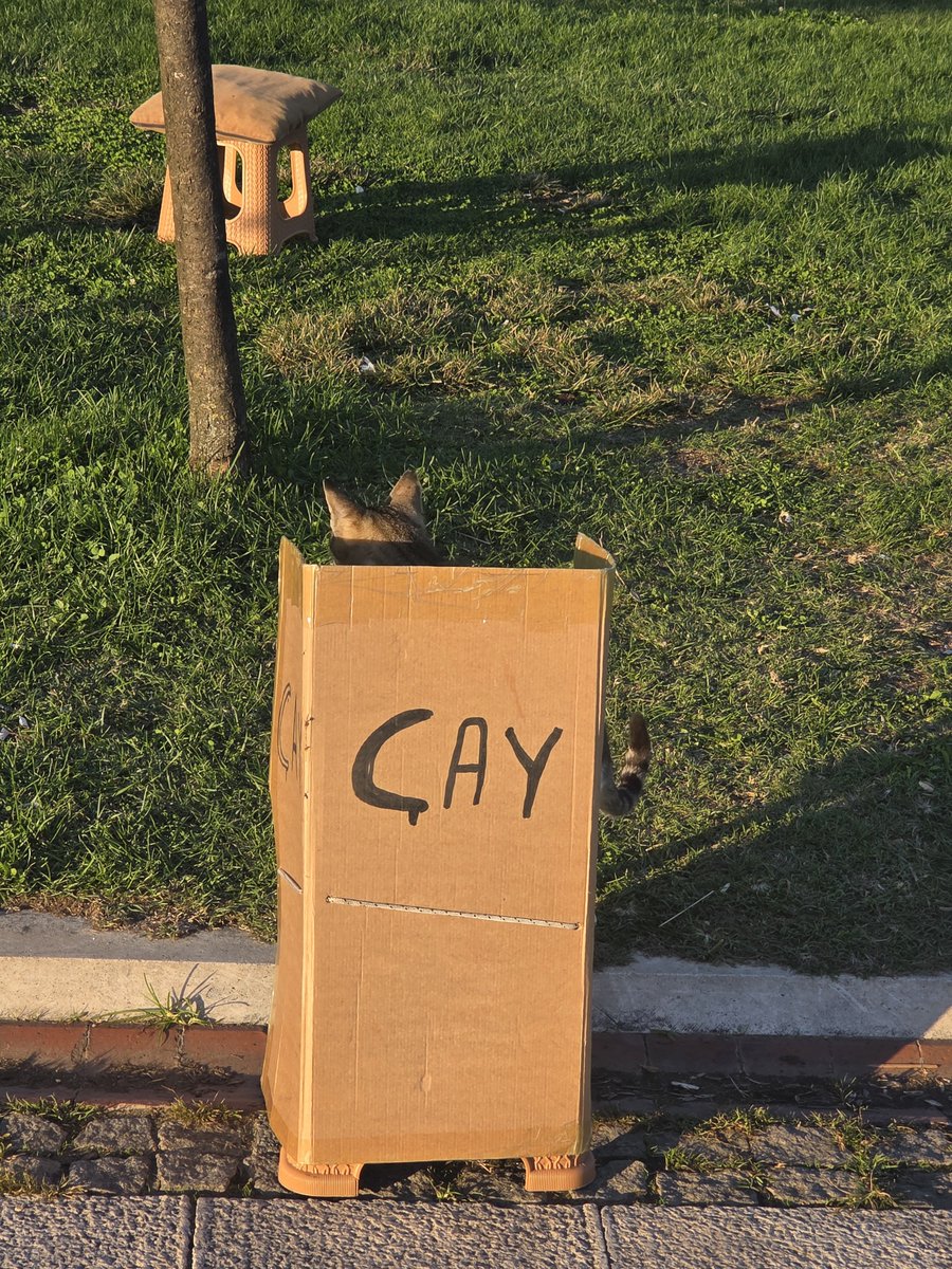 rnsenaciim's tweet photo. ülkenin kedisi bile para kazanmaya çalışıyor ya tam çekerken arkasını döndü çok komikti https://t.co/IvCgUs2I2c