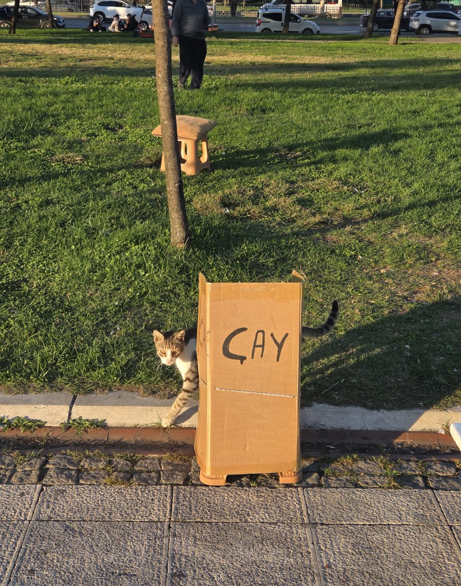 rnsenaciim's tweet photo. ülkenin kedisi bile para kazanmaya çalışıyor ya tam çekerken arkasını döndü çok komikti https://t.co/IvCgUs2I2c
