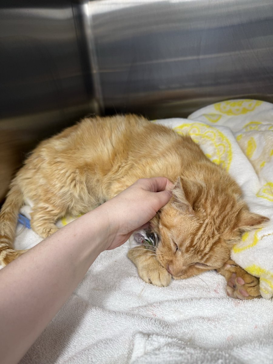 feederofcats's tweet photo. it's my birthday! more importantly, one of my favorite little buddies Mr. Peaches is currently in the hospital 😞 for my birthday, I would love nothing more than if you could donate toward his hefty hospital bill so we can give him the best chance. donation links in bio ❤️‍🩹 https://t.co/iyqBOJAnqW