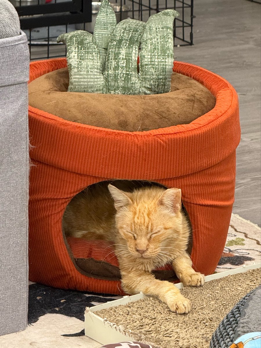 feederofcats's tweet photo. it's my birthday! more importantly, one of my favorite little buddies Mr. Peaches is currently in the hospital 😞 for my birthday, I would love nothing more than if you could donate toward his hefty hospital bill so we can give him the best chance. donation links in bio ❤️‍🩹 https://t.co/iyqBOJAnqW