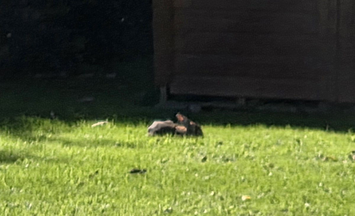 fitzyok's tweet photo. Lá Samhraidh againn inniu(a summer's day).Teas agus grian(heat and sun).Samhradh Indiach(Indian) coinín ag tógaint sos sa gháirdín(🐇 resting in the garden). Joanie an scrogaiil(corr éisc) ag faire don lón(heron keeping an eye out for lunch).
#365daysofGaeilge
#365daysofwalking https://t.co/1mjCuJKqGZ