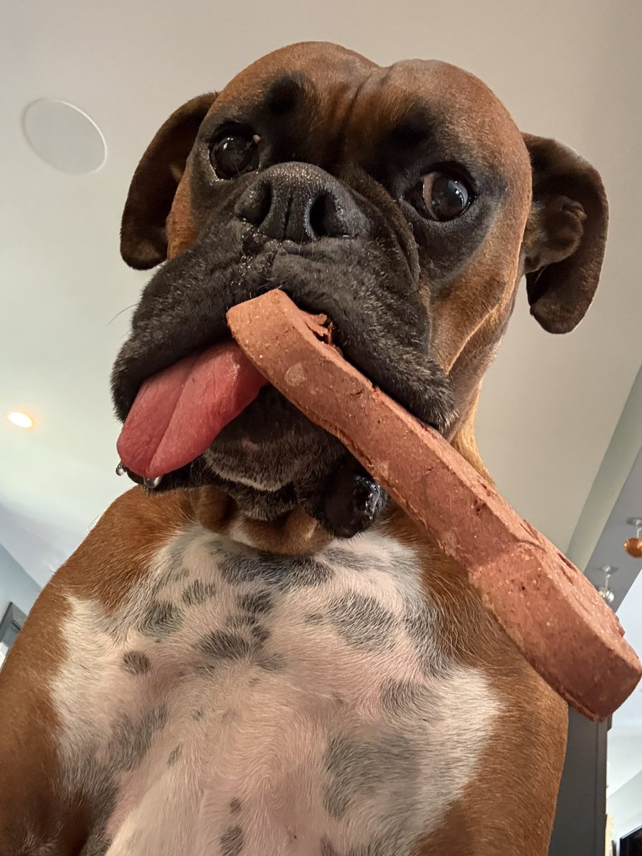 inntothenight's tweet photo. Good morning from Zeus and his biscuit
#boxerpuppy #boxerdogs #boxerlife
#boxerlovers #boxersrock #boxersoftwitter #boxerdogsoftwitter #dogsoftwitter #dogsofx https://t.co/94EUVx3FHd