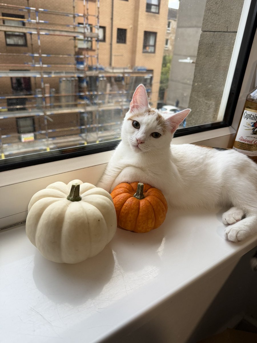 ashtlfr's tweet photo. i took the most beautiful photos of my cat 😭 make me wanna cry a bit https://t.co/bJutshnVdw