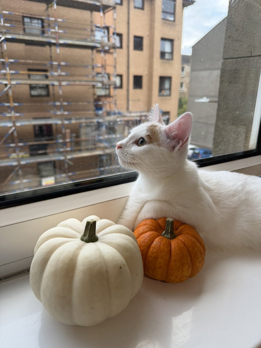 ashtlfr's tweet photo. i took the most beautiful photos of my cat 😭 make me wanna cry a bit https://t.co/bJutshnVdw
