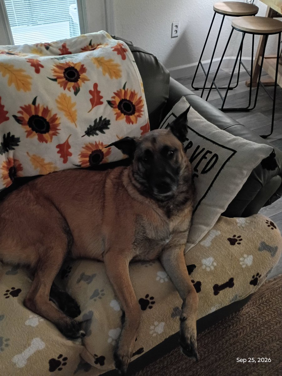 Adogslife85 tweet picture
