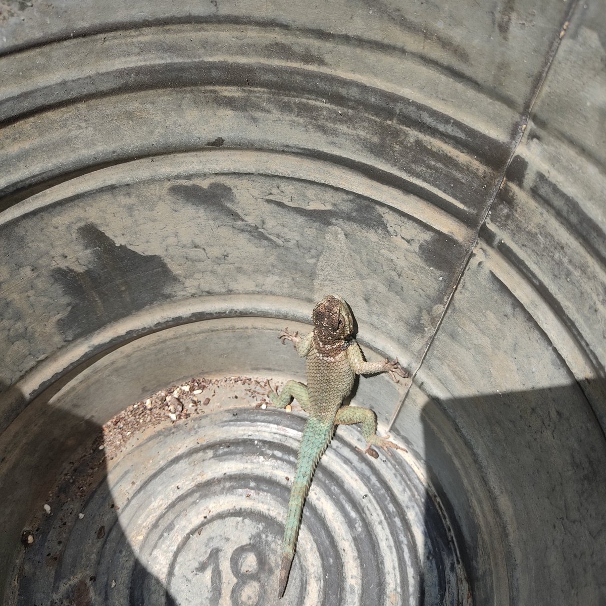 GerardoAldape13's tweet photo. Buenos días, será también lagartija espinosa mexicana? La salvamos iba a morir como la que se ve, cayó en la cubeta.
@Herpeto_cosas https://t.co/4IQSR90KaB