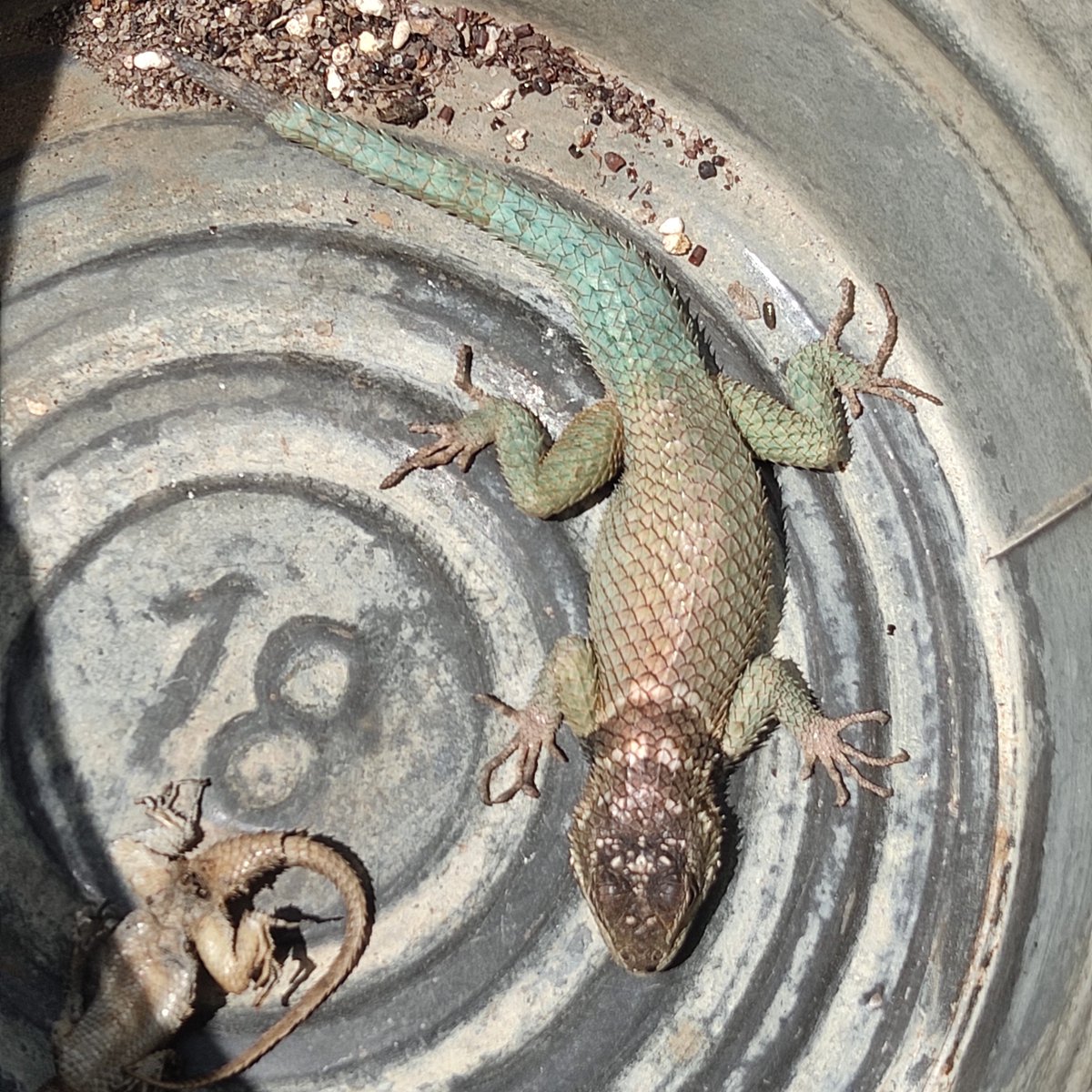 GerardoAldape13's tweet photo. Buenos días, será también lagartija espinosa mexicana? La salvamos iba a morir como la que se ve, cayó en la cubeta.
@Herpeto_cosas https://t.co/4IQSR90KaB