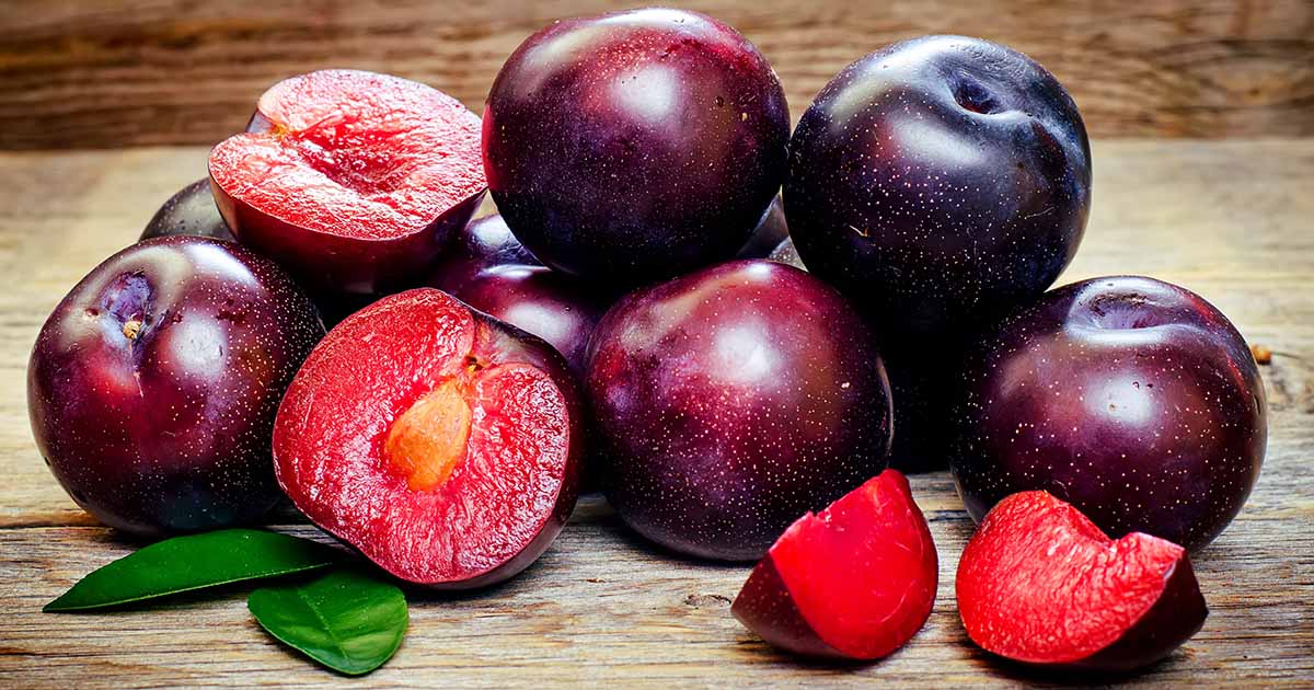 Gardeners_Path_'s tweet photo. How to Grow Plum Trees from Pits - Have you ever bit into a juicy plum, pulled out the pit, and wondered if you could plant it? Learn how to grow trees from plum pits on Gardener's Path. #gardening #gardeningtips #fruittrees https://t.co/59UDSDk6ZV https://t.co/y1slFtt2cr