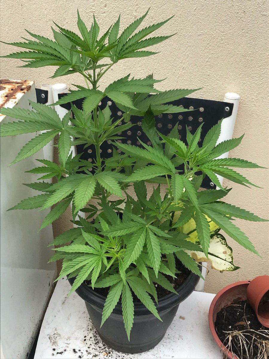 heyantonio_'s tweet photo. @Pipaszsz @honolulumidget @_vitorcomc Mas super dá pra cultivar sua própria maconha em casa mesmo. Um substrato bom, pegar um sol top
Aí só esperar pra ver se vai dar alguma coisa https://t.co/UzgZ6jXwlG
