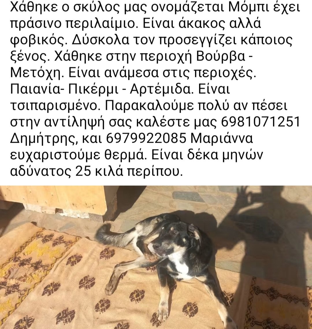KatKatPt's tweet photo. 🆘️🆘️🆘️
Χάθηκε ο Μομπι στην περιοχή Βουρβα-Μετοχη,είναι ανάμεσα στις περιοχές Παιανία Πικέρμι Αρτέμιδα 
Ειναι ακακος αλλά φοβικος δύσκολα τον προσεγγίζει ξένος
10 μηνών 25 κιλά περίπου
Για οποιαδήποτε πληροφορία καλέστε άμεσα στα τηλ
Rt 🙏 🙏 🙏 https://t.co/JjmriCMM81