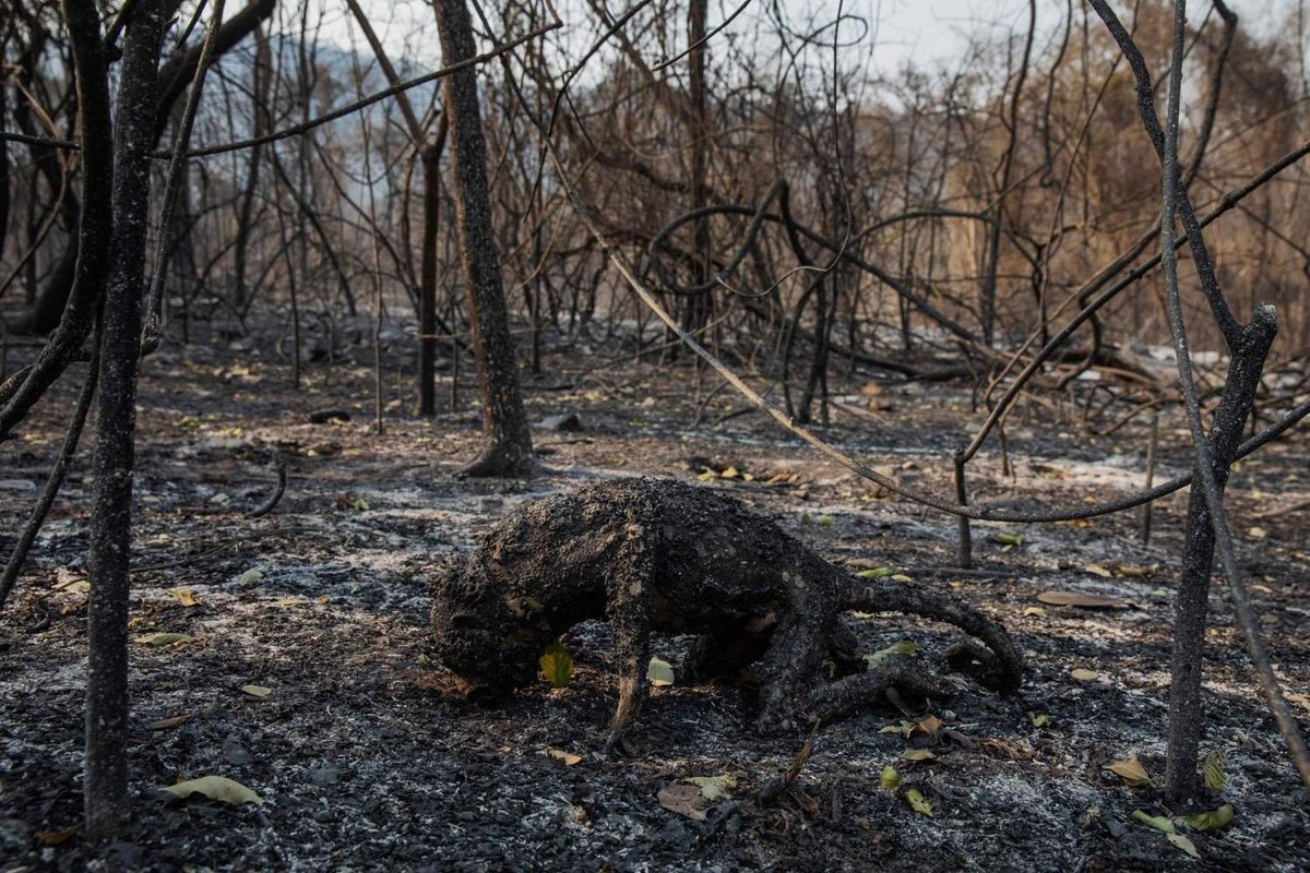 fiscaldoibama's tweet photo. Vou resumir oq o plano de governo  do Flávio rachadinha quer pro MEIO AMBIENTE: https://t.co/zVkcroY0hN