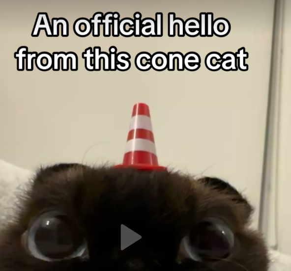 needs0lana's tweet photo. they made the meme its cone cat????
https://t.co/Y6cYiasqwL https://t.co/nYiLaHr1QP