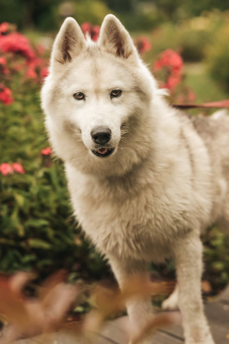 RobwalkaW's tweet photo. Piękna Yoko nadal BEZDOMNA
ma 6 lat (sunia w typie Husky )
To zabawowa i pozytywna sunia wobec ludzi.Z innymi, pozytywnie nastawionymi psami,także raczej dobrze się dogaduje.Średnio przepada za szczotkowaniem.Lubi najbardziej długie spacery,jest energiczna
Rybnik 667 291 676 https://t.co/uKobyX0AzQ