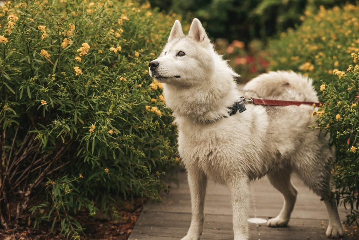 RobwalkaW's tweet photo. Piękna Yoko nadal BEZDOMNA
ma 6 lat (sunia w typie Husky )
To zabawowa i pozytywna sunia wobec ludzi.Z innymi, pozytywnie nastawionymi psami,także raczej dobrze się dogaduje.Średnio przepada za szczotkowaniem.Lubi najbardziej długie spacery,jest energiczna
Rybnik 667 291 676 https://t.co/uKobyX0AzQ