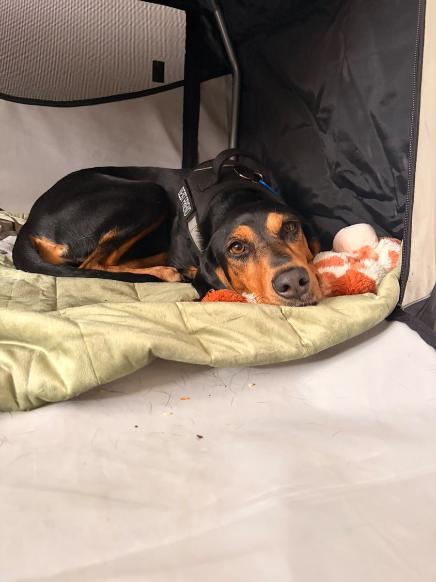 millypod1's tweet photo. 🆘3 OCT 2026 #Lost Maisie #ScanMe
YOUNG Hound Type Female
#Clanfield/#Hambledon border #PO8
County #Waterlooville East #Hampshire
Last siting  in #Denmead on 4/19/26
https://t.co/CZJMhhxGHb https://t.co/Rr9LUYid68