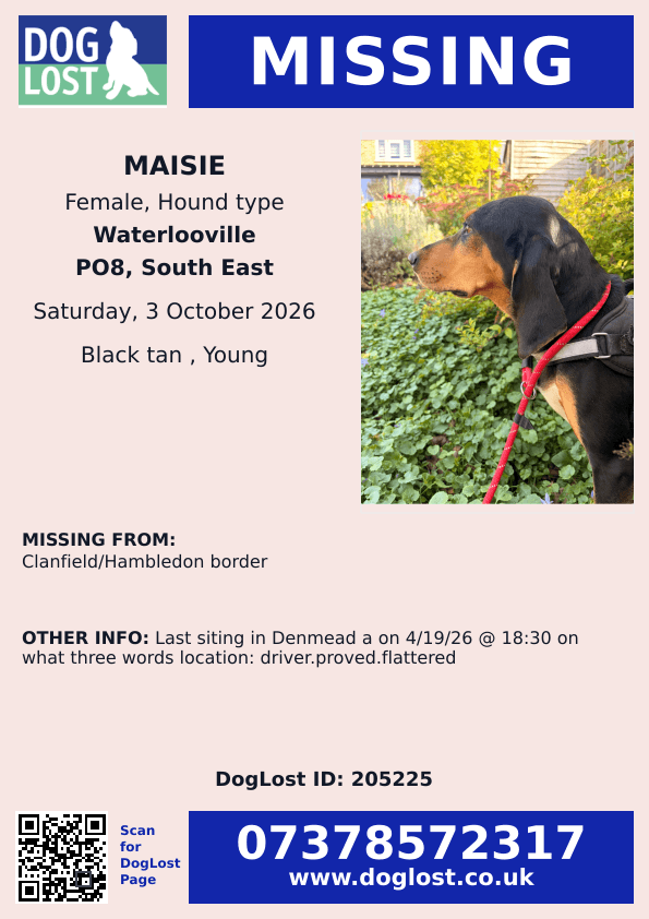 millypod1's tweet photo. 🆘3 OCT 2026 #Lost Maisie #ScanMe
YOUNG Hound Type Female
#Clanfield/#Hambledon border #PO8
County #Waterlooville East #Hampshire
Last siting  in #Denmead on 4/19/26
https://t.co/CZJMhhxGHb https://t.co/Rr9LUYid68