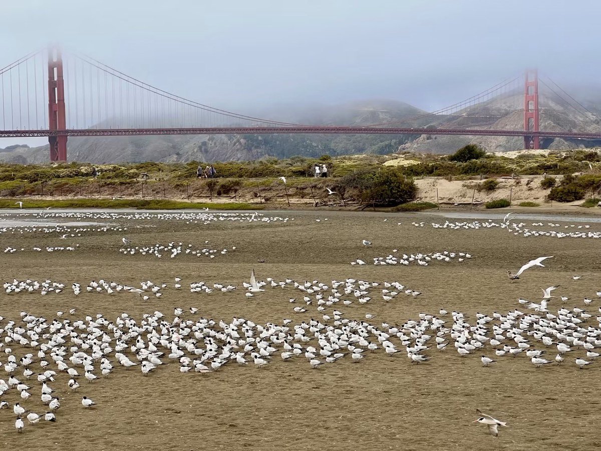 Airport2Park's tweet photo. This is what happens when you turn an old airfield > back into a park with natural space: Elegant Terns!
#crissyfield #parksconservancy #goldengatenps #naturereturns #sanfrancisco #presidio #worldhabitatday
https://t.co/fUEB2F91tq https://t.co/VqPawDx5Qq