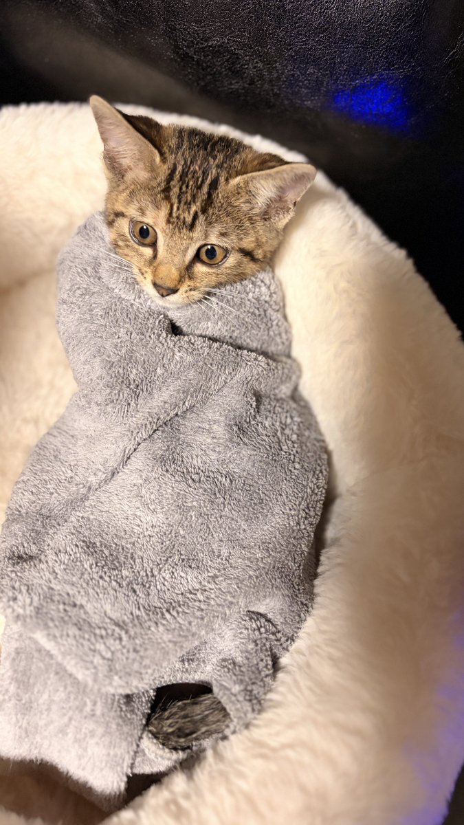 guruo__'s tweet photo. 子猫さん 再度みのむしの刑を執行される https://t.co/cfAiKRorXX